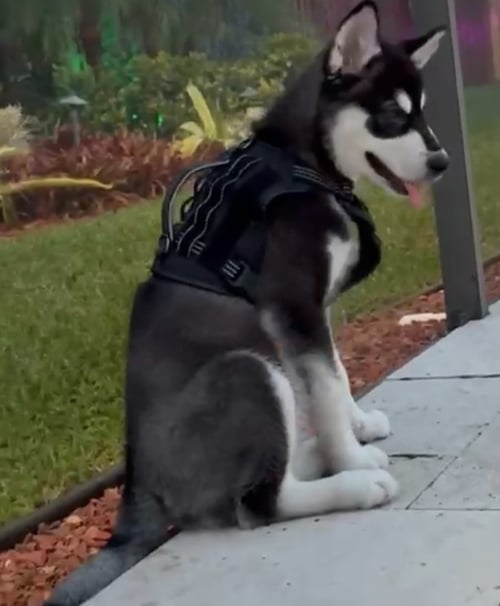 KODA - Alaskan Malamute available for adoption
