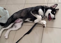 Koda - Photo 3