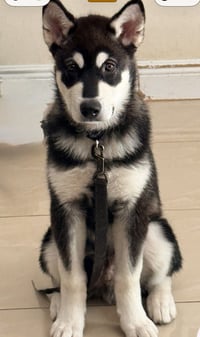 Koda - Photo 4