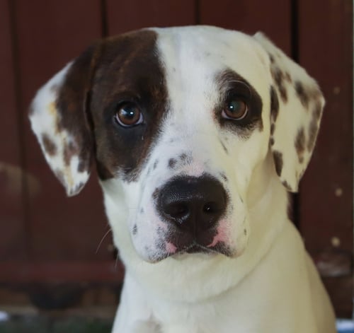 PALMER - Harrier available for adoption