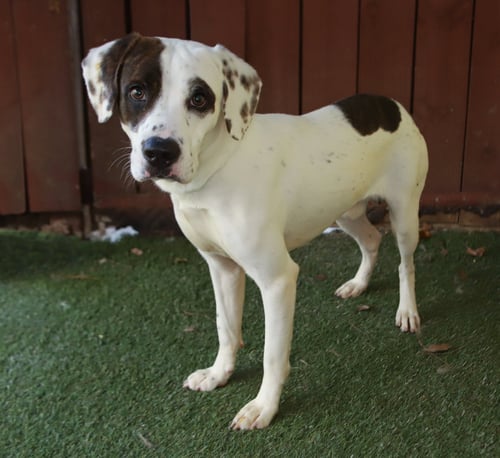 PALMER - Harrier available for adoption