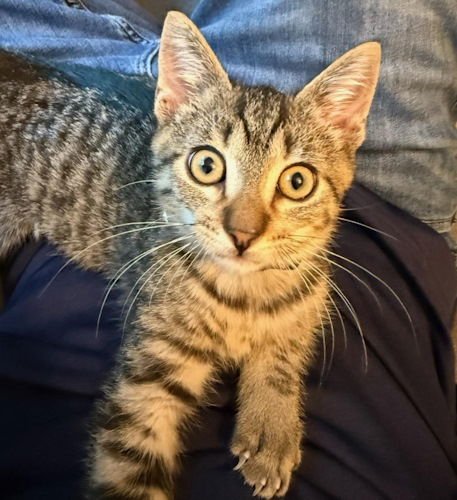 MILO - PETSMART PLANTATION - Domestic Short Hair available for adoption