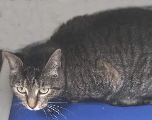 EVIE - CENTER - Domestic Short Hair available for adoption