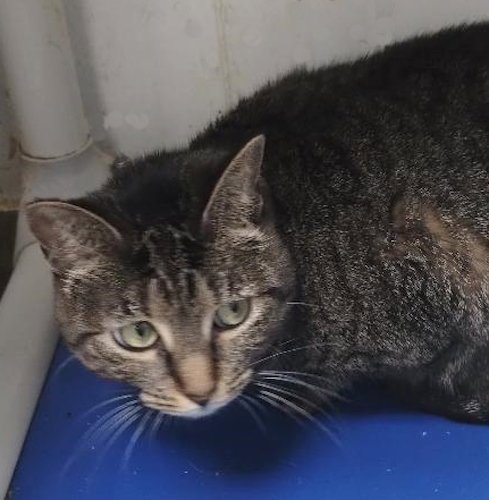 EVIE - CENTER - Domestic Short Hair available for adoption