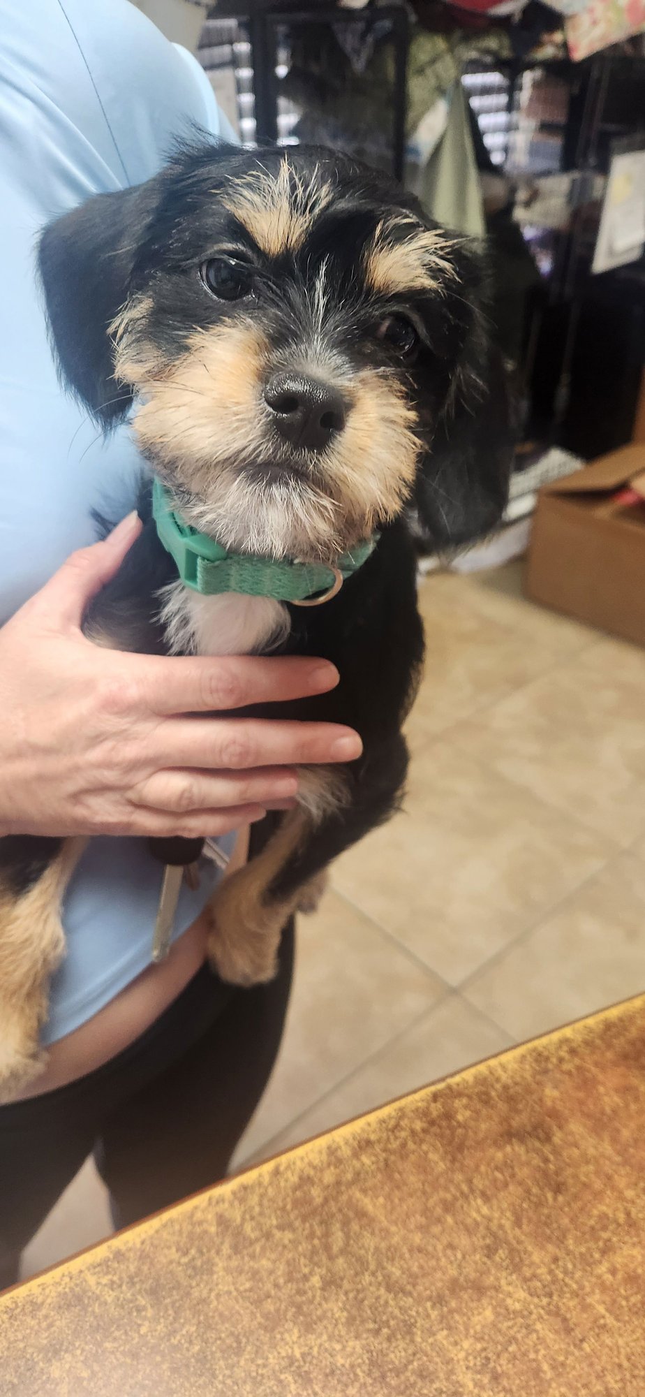 DIXIE - Border Terrier available for adoption