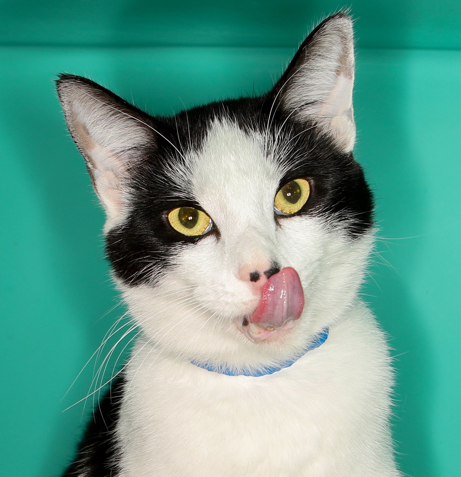 MELVIN CENTER - Domestic Short Hair available for adoption