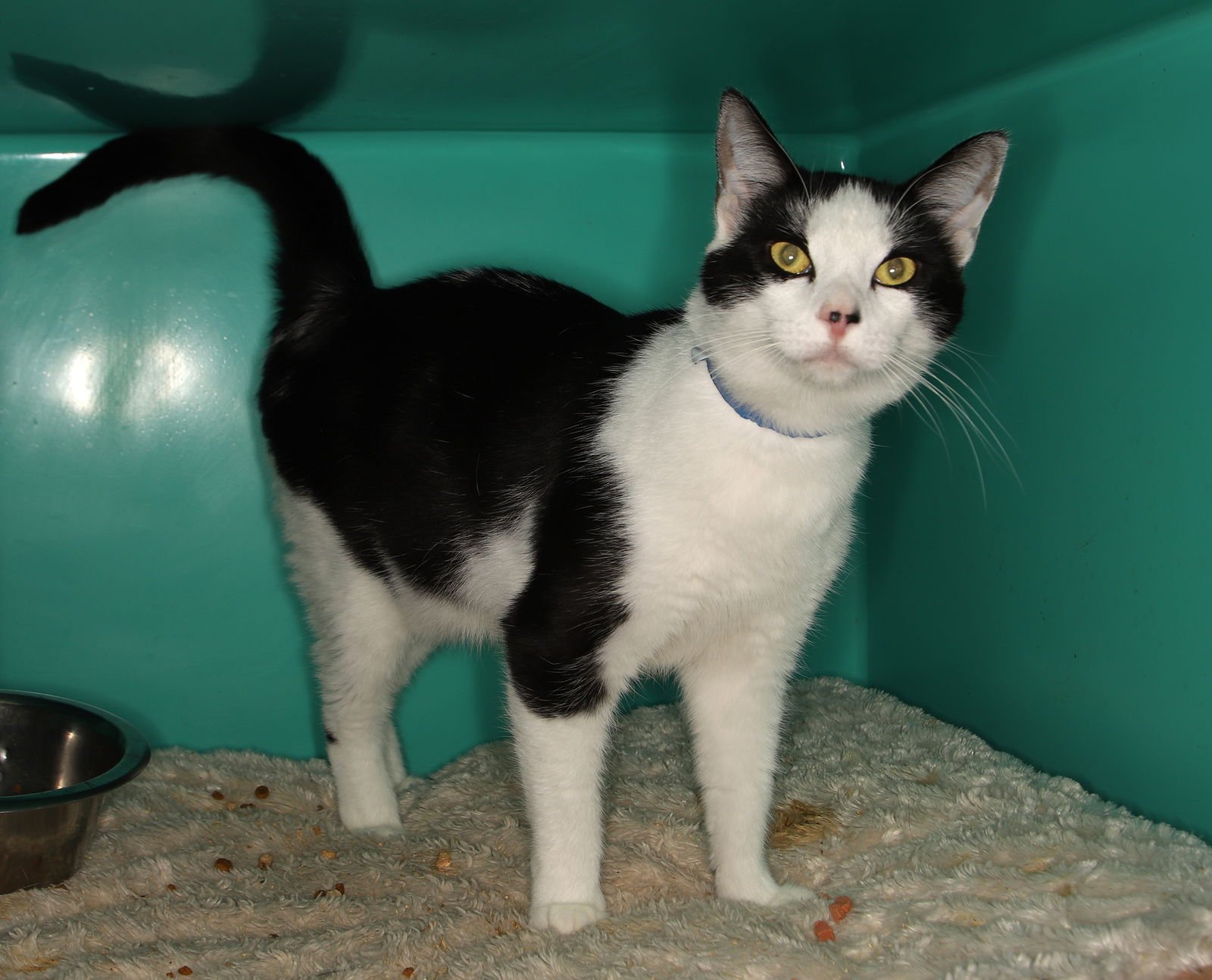 MELVIN CENTER - Domestic Short Hair available for adoption