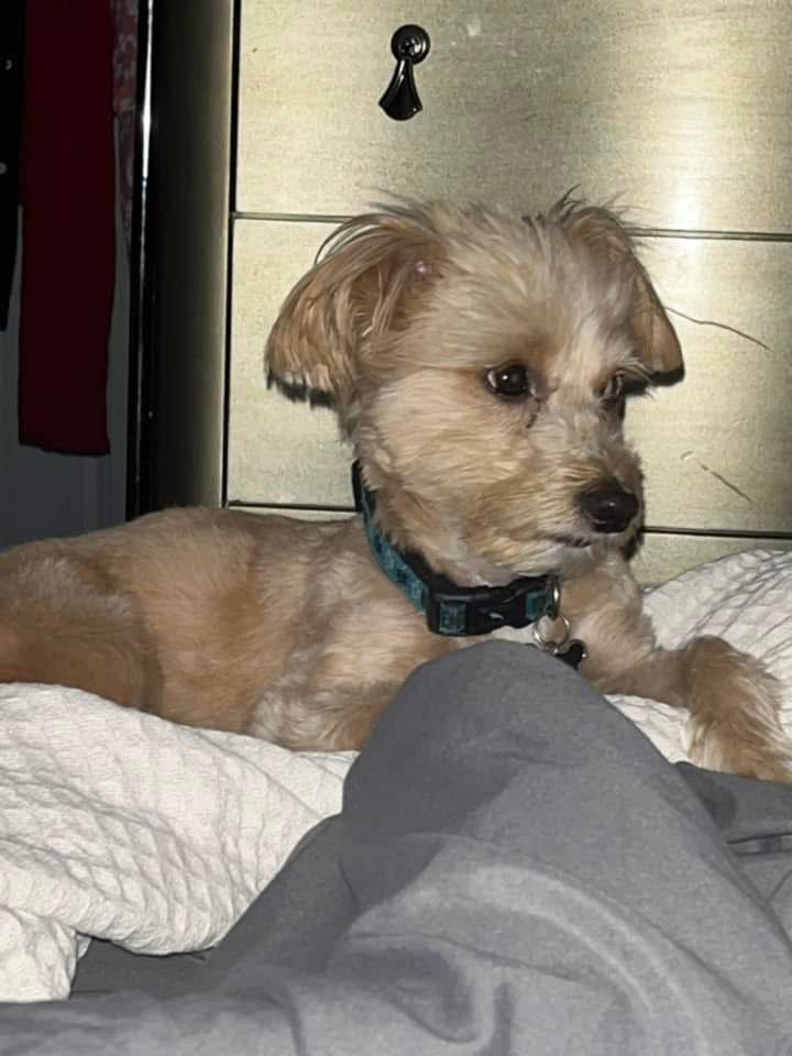 TEDDY - Shih Tzu / Poodle (Miniature) available for adoption