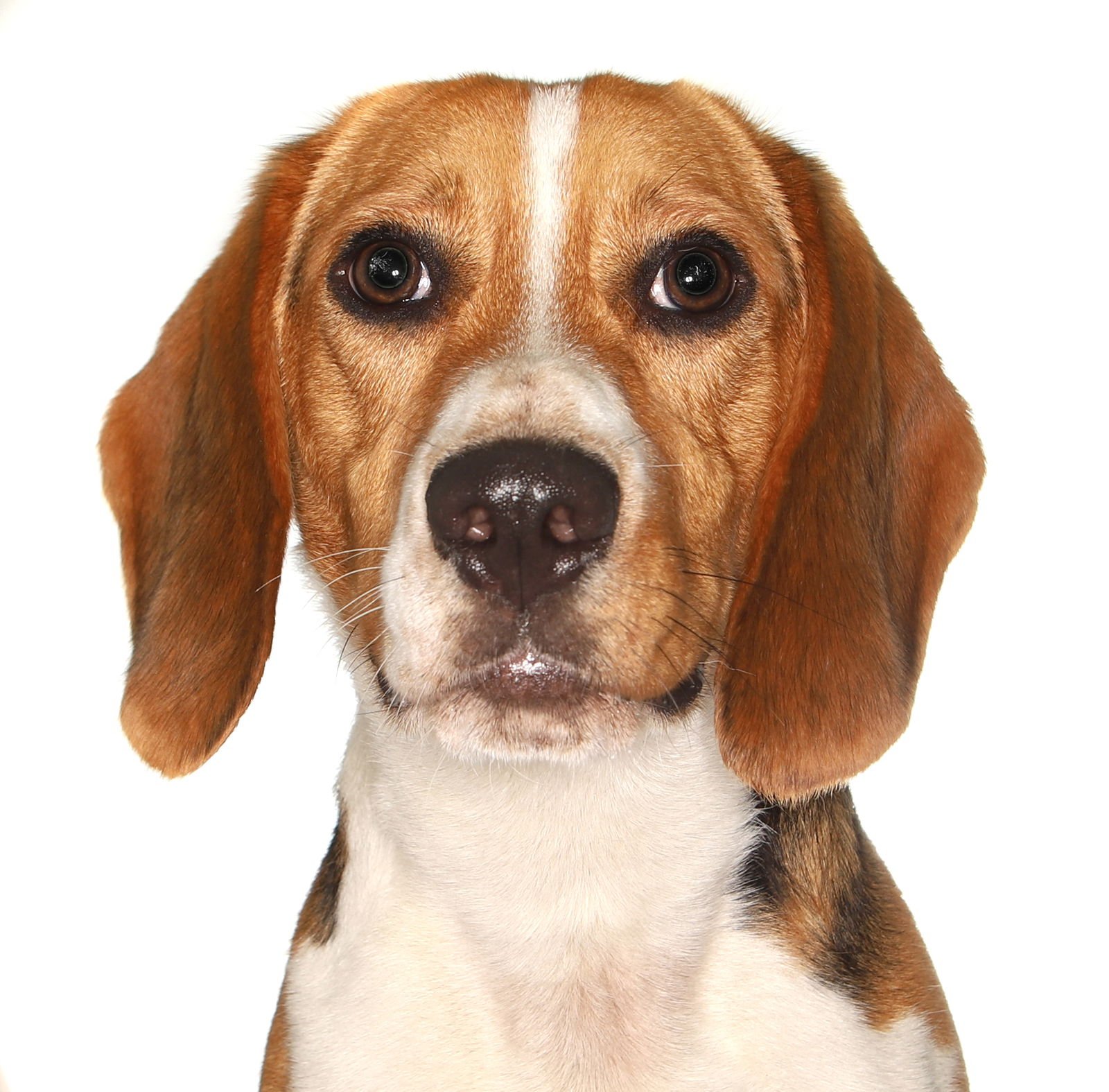 BARNEY - Beagle available for adoption