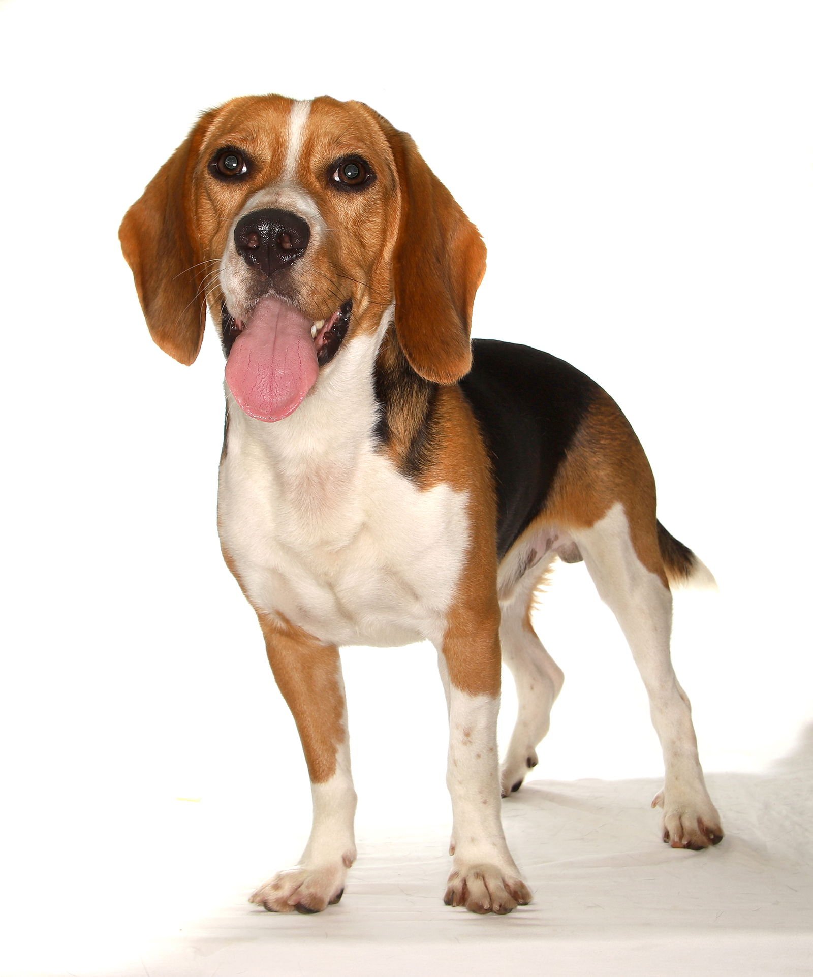 BARNEY - Beagle available for adoption