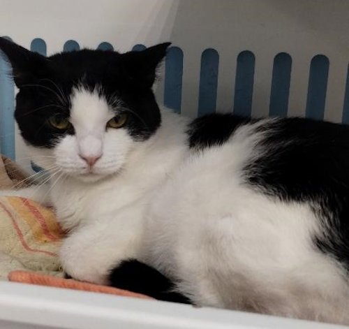 SIMONE - CENTER - Domestic Short Hair available for adoption