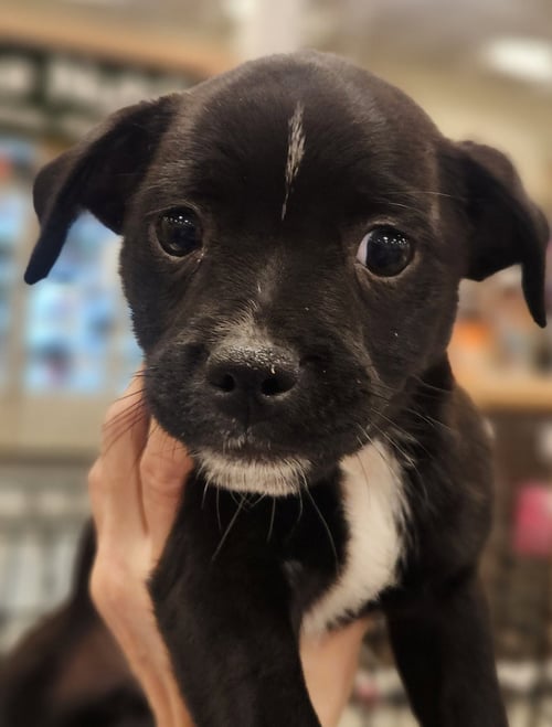 DICE - Pug available for adoption