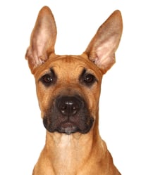 Benji - Photo 1