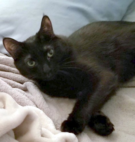 AMBER - PETSMART FOSTER HOME - Domestic Short Hair available for adoption