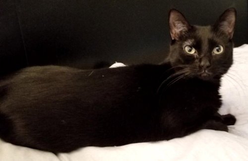 AMBER - PETSMART FOSTER HOME - Domestic Short Hair available for adoption
