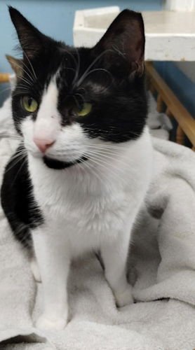 VENUS - Domestic Short Hair available for adoption