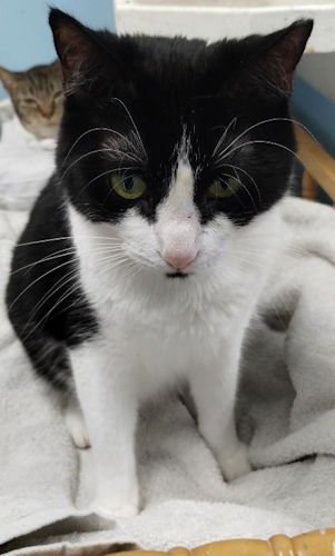 VENUS - Domestic Short Hair available for adoption