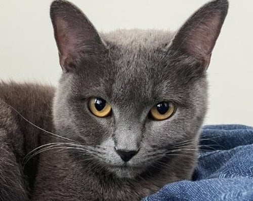SAKE - Russian Blue available for adoption