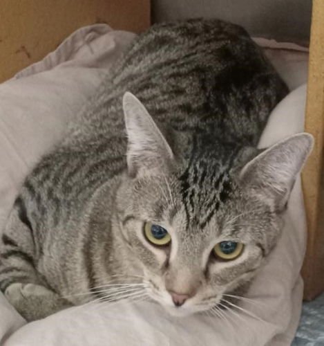 JASPER 2 PETSMART PLANTATION - Tabby available for adoption