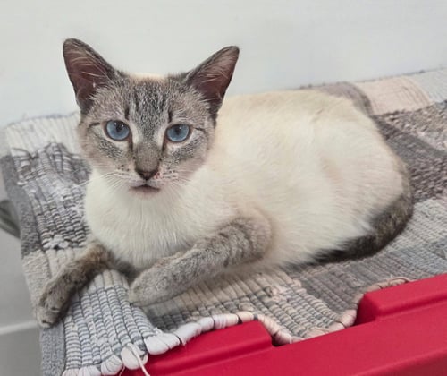 LULU AND MILIKI - Siamese available for adoption