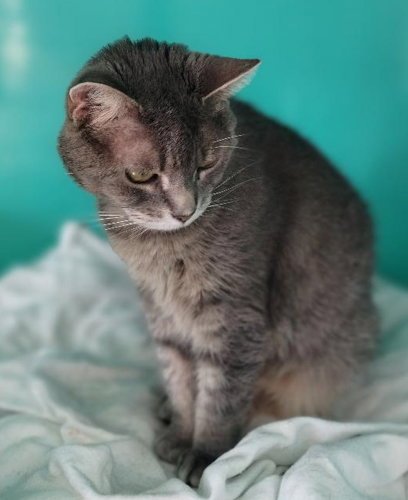 ANDIE - Tabby available for adoption