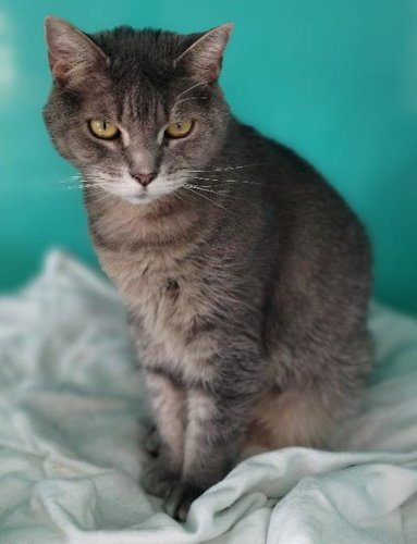 ANDIE - Tabby available for adoption