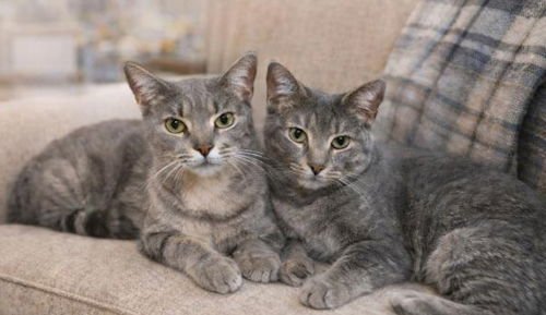MOTHER AND DAUGHTER (DOLLY) - Domestic Short Hair available for adoption