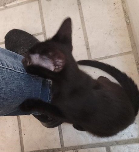 AXEL - PSP - Domestic Short Hair available for adoption