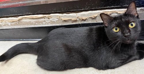 SUNNY - PSP - Domestic Short Hair available for adoption
