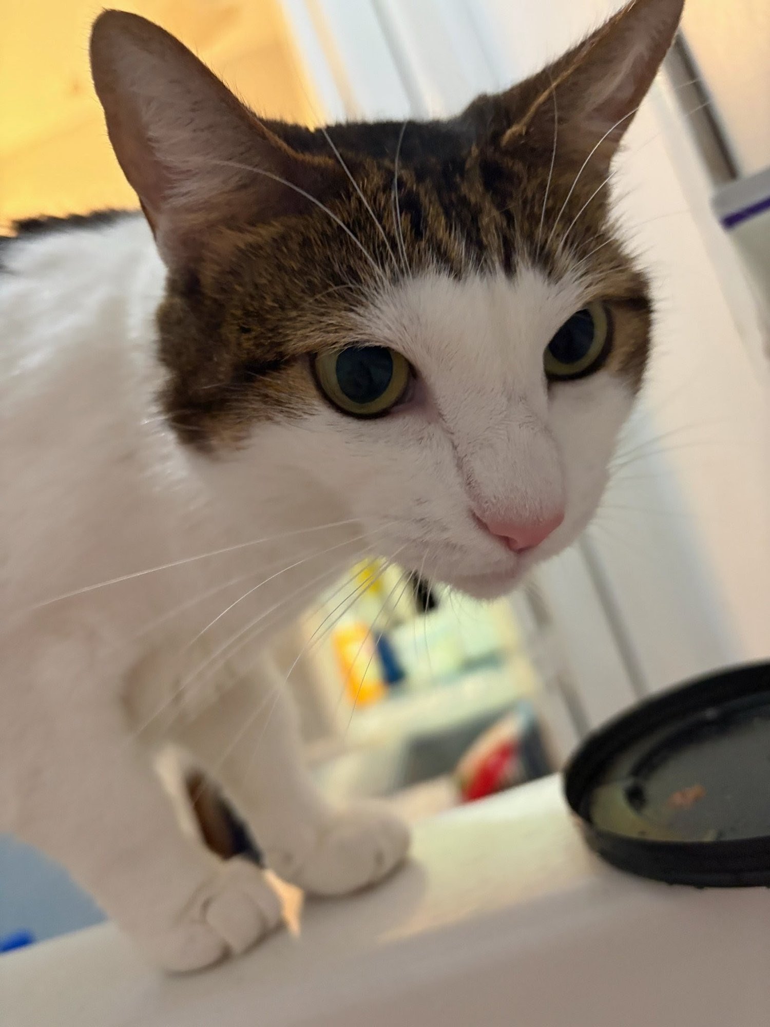 HAPPY CENTER FOSTER - Tabby available for adoption