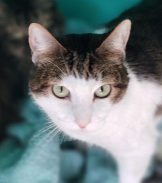 HAPPY CENTER FOSTER - Tabby available for adoption