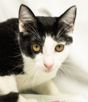 MARYANN - American Shorthair available for adoption
