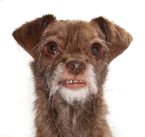 CHIBI - Yorkshire Terrier Yorkie / Poodle (Toy) available for adoption