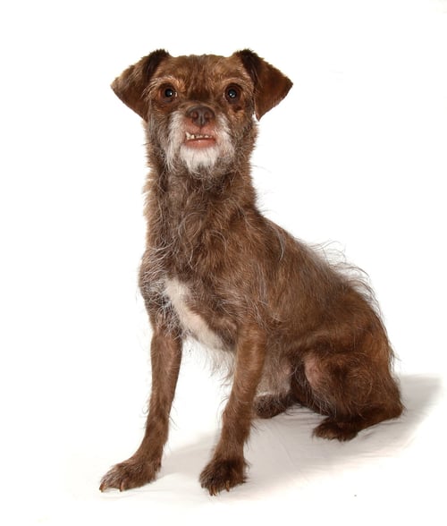 CHIBI - Yorkshire Terrier Yorkie / Poodle (Toy) available for adoption
