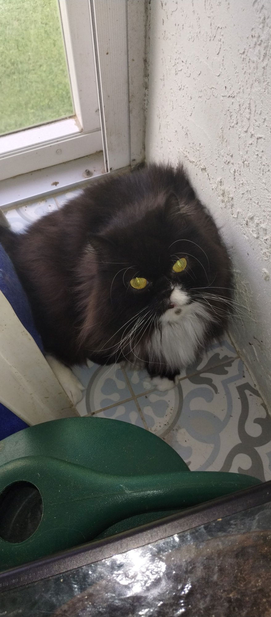 BEAU CENTER FOATER - Persian available for adoption