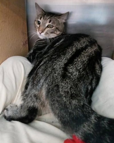 TINA - PETSMART PLANTATION FOSTER HOME - Domestic Short Hair available for adoption