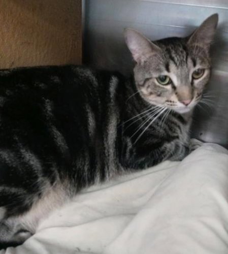 TINA - PETSMART PLANTATION FOSTER HOME - Domestic Short Hair available for adoption