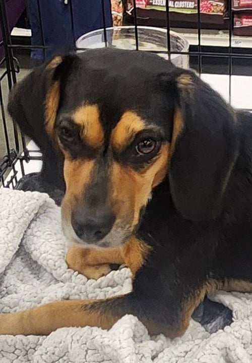 MISSY - Beagle available for adoption