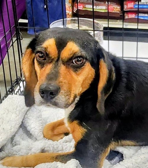 MISSY - Beagle available for adoption