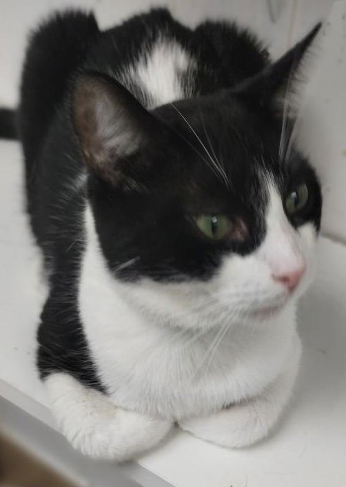 BOW TIE - Domestic Short Hair available for adoption