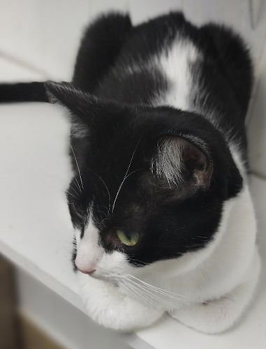 BOW TIE - Domestic Short Hair available for adoption