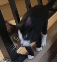 Shiraz - PSP Foster Home - Photo 1