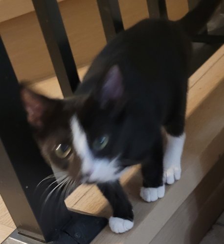 SHIRAZ - PSP FOSTER HOME - Domestic Short Hair available for adoption