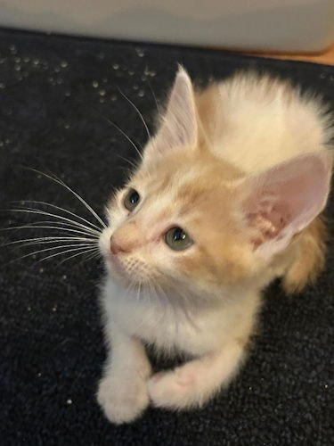 CREAMSICLE - PETSMART PLANTATION FOSTER HOME - Domestic Short Hair available for adoption