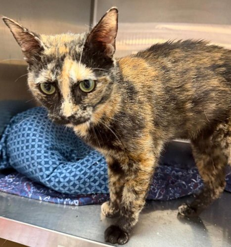 BUTTERSCOTCH - PSP - Tortoiseshell available for adoption