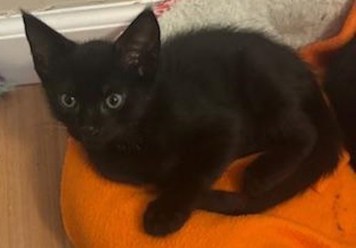 RAVEN2 - PSP FOSTER HOME