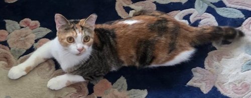 OPAL - PETSMART PLANTATION FOSTER HOME - Calico available for adoption