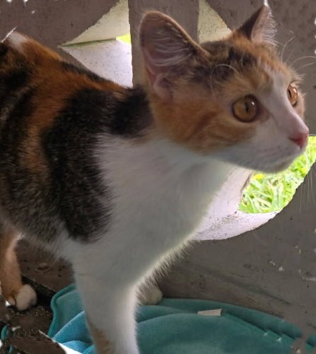 OPAL - PETSMART PLANTATION FOSTER HOME - Calico available for adoption