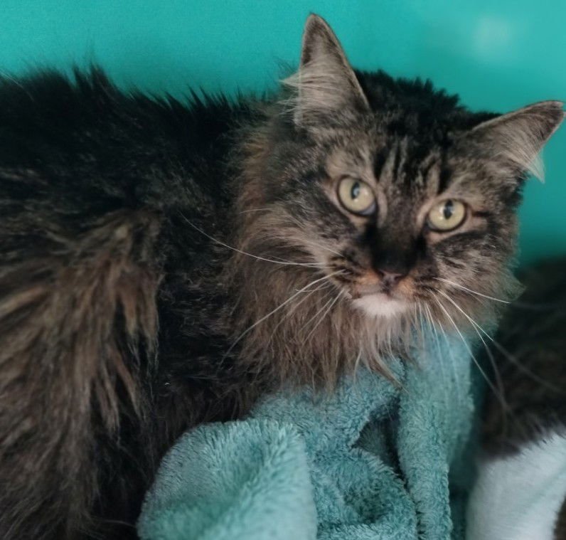 NONI CENTER - Tabby available for adoption