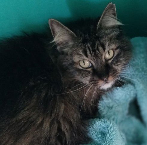 NONI CENTER - Tabby available for adoption